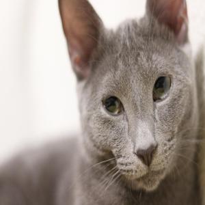 고양이 입양 전 고려해야 할 6가지 현실적인 문제 준비 없는 입양의 위험 요소는