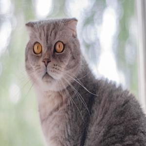 고양이 털빠짐 줄이는 꿀팁 5가지 효과적인 관리로 집 안 청소 꿀팁