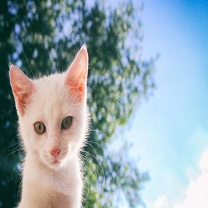 고양이 결막염 증상과 치료 과정 귀찮은 증상 해결을 위한 필수 가이드