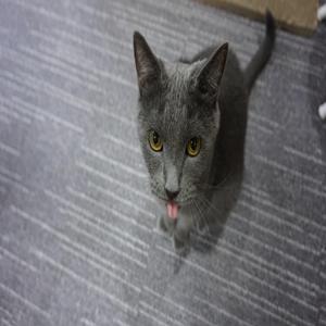고양이 사료 바꾸고 7일 만에 달라진 털 상태 변화를 느낀 주인들 이야기